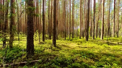 Summer Pine Forest Stock Footage 223687284