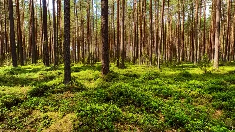 Summer Pine Forest Stock Footage 223687352