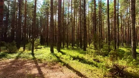 Summer Pine Forest Video stock 223687467