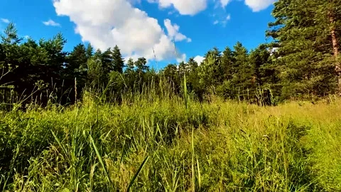 Summer Pine Forest Stock Footage 225324062