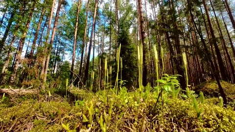 Summer Pine Forest Stock Footage 225324203