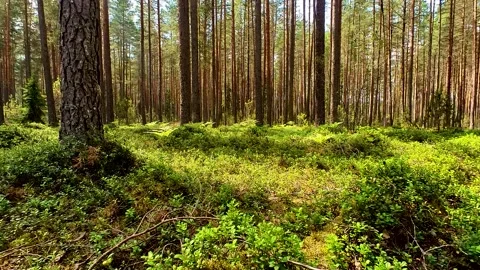 Summer Pine Forest Stock Footage 225324292
