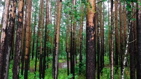 Summer Pine Forest Stock Footage 329870949