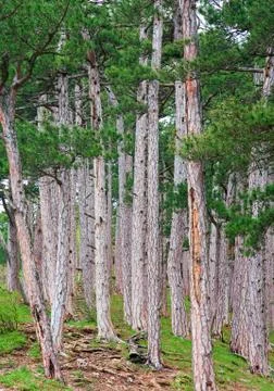 Summer pine forest on hill Stock Photos