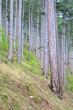 Summer pine forest on hill Stock Photos