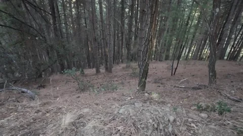 Summer Pine Forest On Mountain Slope With Light Through Branches Vídeo Stock 326164809