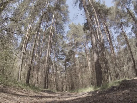 Summer pine forest outside the city Stock Footage 75048914