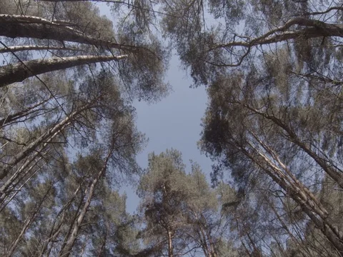 Summer pine forest outside the city Stock Footage 75048919
