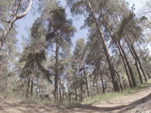 Summer pine forest outside the city Stock Footage 75048939