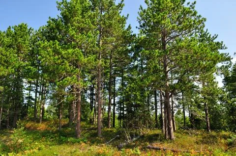 Summer pine forest Stock Photos