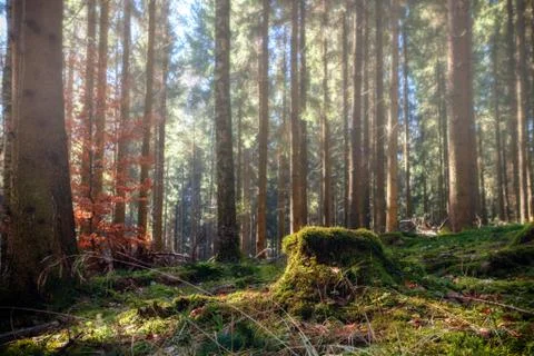 Summer pine forest Stock Photos