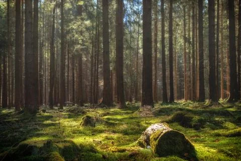 Summer pine forest Stock Photos
