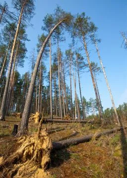 Summer pine forest Stock Photos