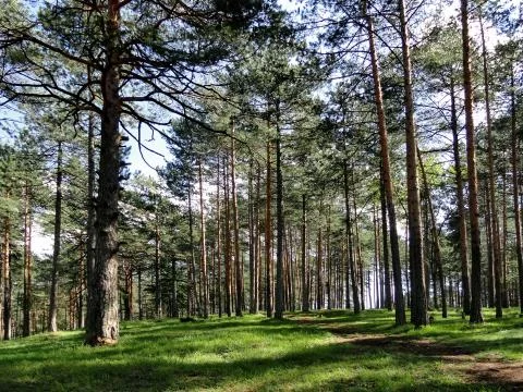 Summer pine forest Stock Photos