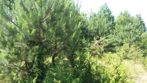 Summer pine forest Stock Photos