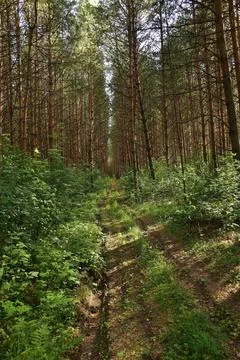 Summer pine forest in the rays of the setting sun Stock Photos