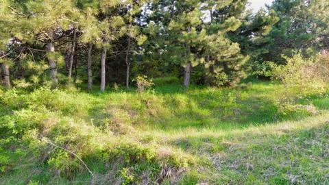 Summer pine forest with sun light Stock Photos