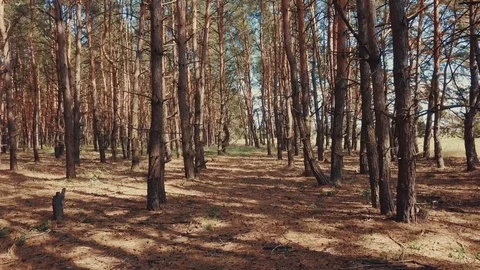 Summer pine forest with sun peaking through trees Stock Footage 112306862