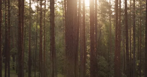 Summer pine forest with sunset sun peaking through trees Stock Footage 63076896