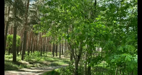 Summer pine tree forest, footage, slow motion Stock Footage 274878981