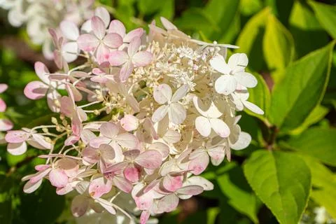 Summer pink hydrangea flower Stock Photos