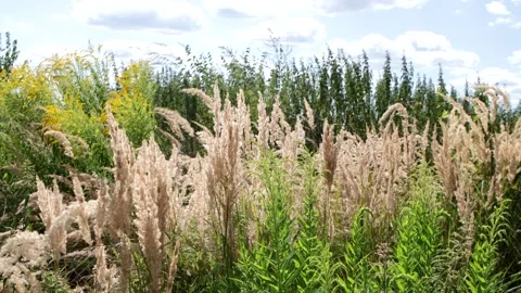 Summer plant background Stock Footage 304158297