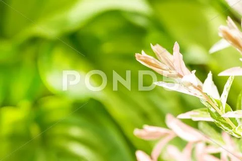 Summer plant with blurred green background Stock Photos