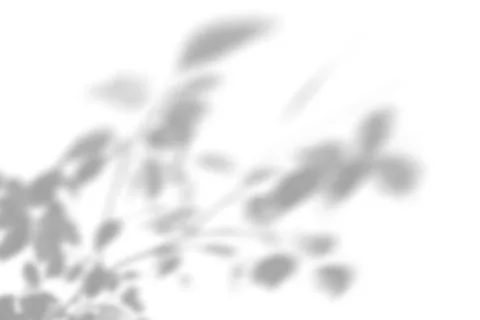 Summer plant shadow background. Shadow of an exotic plant on a white wall. Stock Illustration