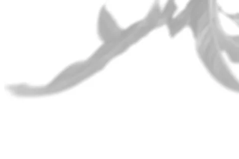 Summer plant shadow background. Shadow of the flower of the Spathiphyllumon Stock Illustration