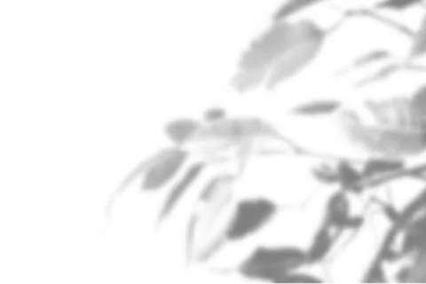 Summer plant shadow background. Shadow of an exotic plant on a white wall. Wh Stock Illustration