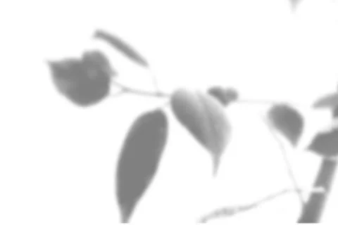 Summer plant shadow background. Shadow of an exotic plant on a white wall. Wh Stock Illustration