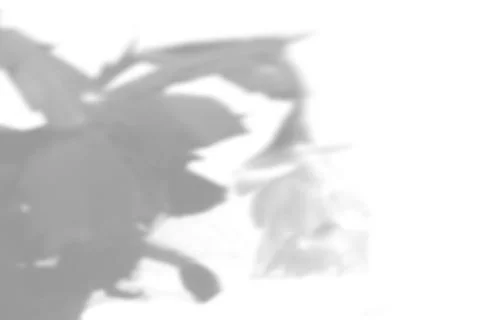 Summer plant shadow background. Shadow of the flower of zygocactus on the whi Stock Illustration