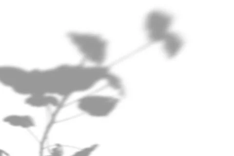 Summer plant shadow background. Shadow of the flower of happiness milkweed on Illustrazione stock
