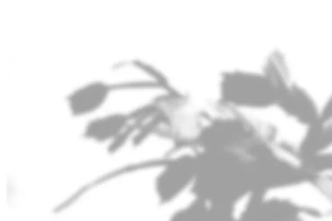 Summer plant shadow background. Shadow of the flower of zygocactus on the white Stock Illustration