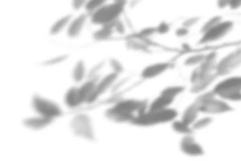 Summer plant shadow background. Shadow of an exotic plant on a white wall. White Stock Illustration