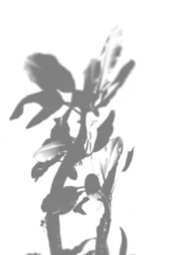 Summer plant shadow background. Shadow of the flower of happiness milkweed on Stock Illustration