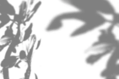 Summer plant shadow background. Shadow of the flower of happiness milkweed on Stock Illustration