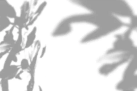 Summer plant shadow background. Shadow of the flower of happiness milkweed on Stock Illustration