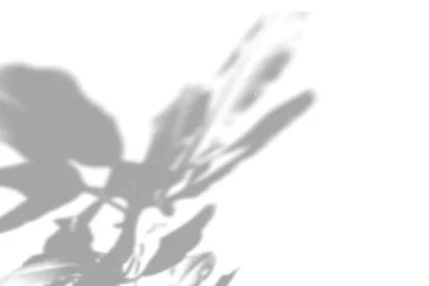 Summer plant shadow background. Shadow of the flower of happiness milkweed on Stock Illustration