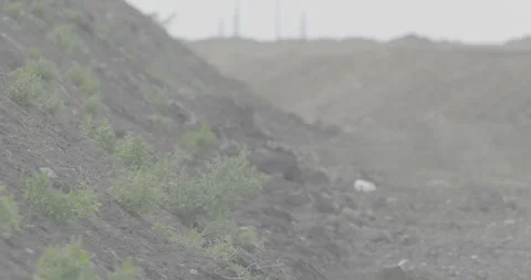Summer, plants growing on a hill, wind, ravine, sunny weather Stock Footage 305641940