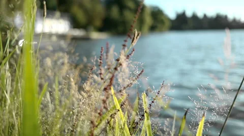 Summer plants &amp; lake Video stock 68415215