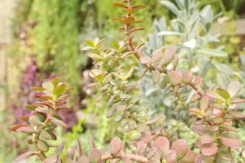 Summer plants Stock Photos