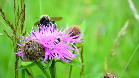 Summer plot. Bumblebee and flower Vídeos de archivo 220294300
