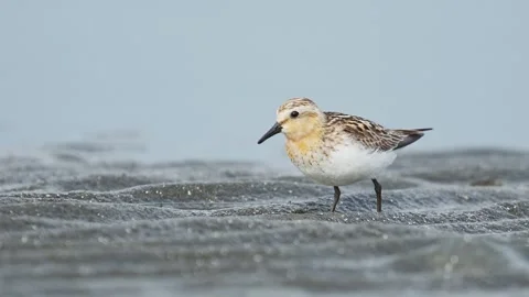 A summer plumaged Red-necked Stint foraging (slow motion) 스톡 동영상 342023777