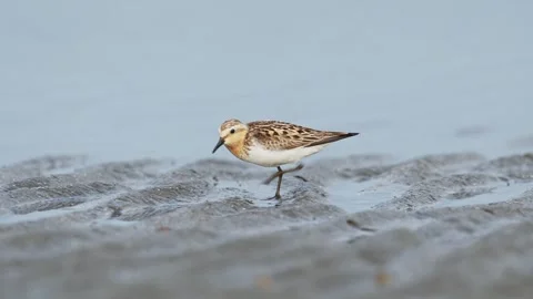 A summer plumaged Red-necked Stint foraging Vídeo Stock 342023823