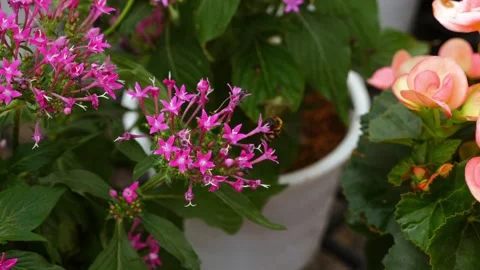Summer Pollen Collection on Pentas 库存影片 250641336