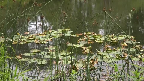 Summer pond with pads Stock Footage 79219158