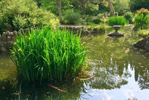 Summer pond Stock Photos