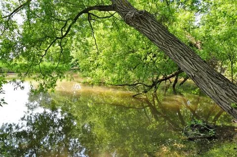 Summer pond Stock Photos