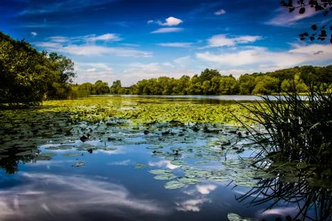 Summer Pond Stockfoto's
